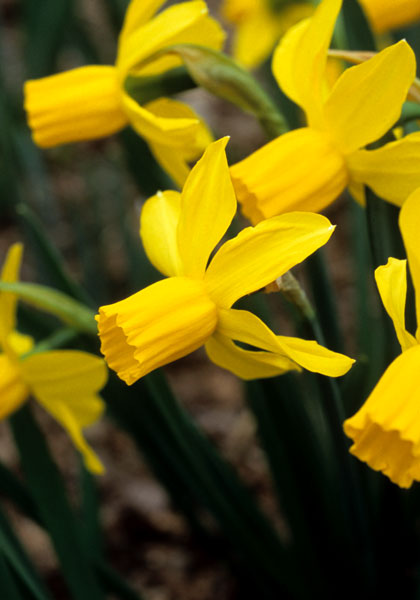 Little Witch daffodil heirloom bulbs #1