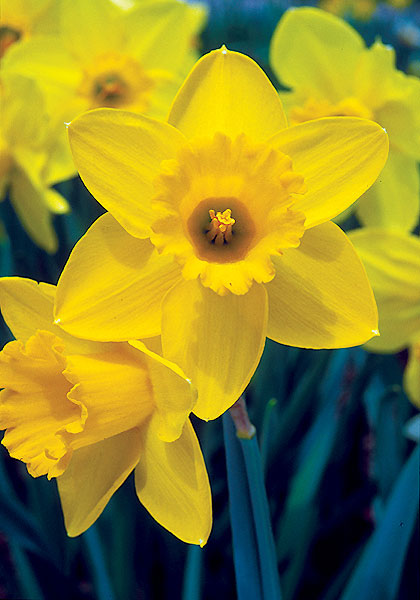 Saint Keverne daffodil heirloom bulbs #1
