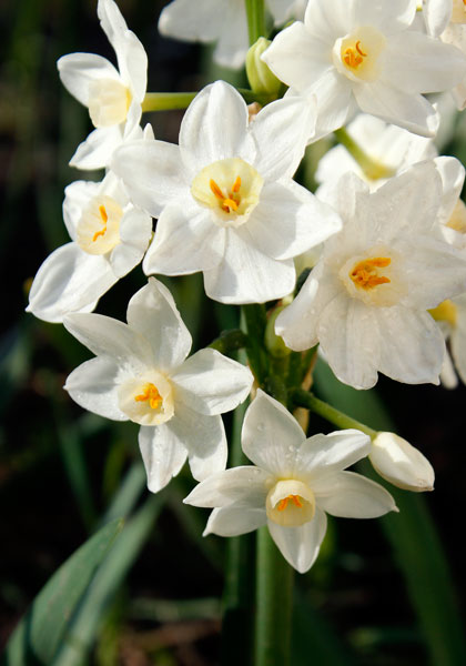 Early Pearl daffodil heirloom bulbs #1