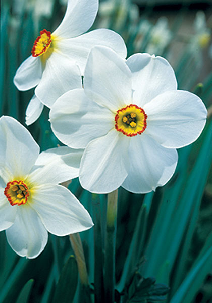 Ornatus daffodil heirloom bulbs #1