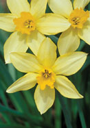 Stella daffodil heirloom bulbs