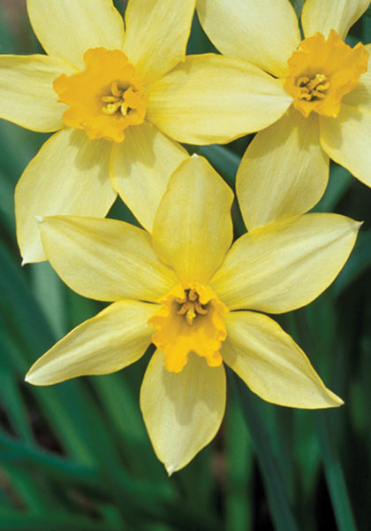Stella daffodil heirloom bulbs #1