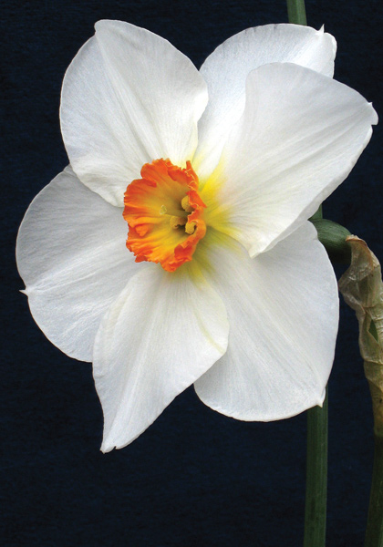 Verger daffodil heirloom bulbs #1