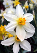 Lucifer daffodil heirloom bulbs