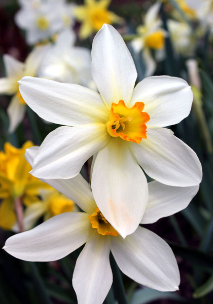 Lucifer daffodil heirloom bulbs #1