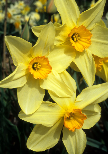 Bath’s Flame daffodil heirloom bulbs #1