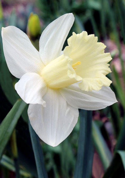 DAFFODILS
