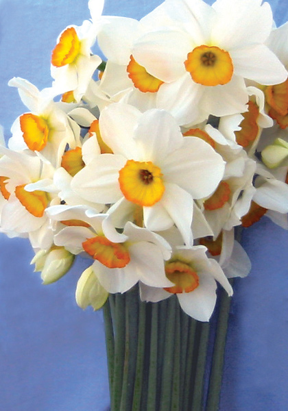 Martha Washington daffodil heirloom bulbs #1