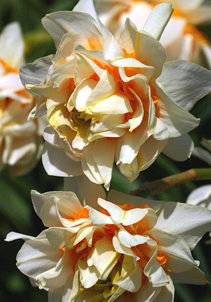 Orange Phoenix, Eggs & Bacon daffodil heirloom bulbs #1