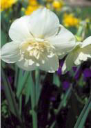 Swansdown daffodil heirloom bulbs