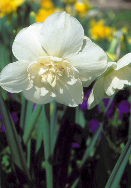 Swansdown daffodil heirloom bulbs #1