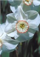 Dreamlight daffodil heirloom bulbs