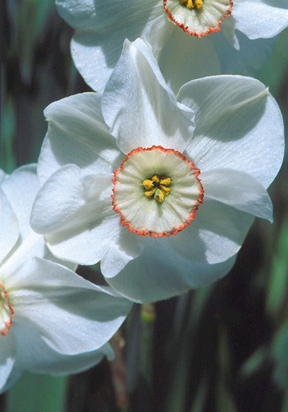 Dreamlight daffodil heirloom bulbs #1