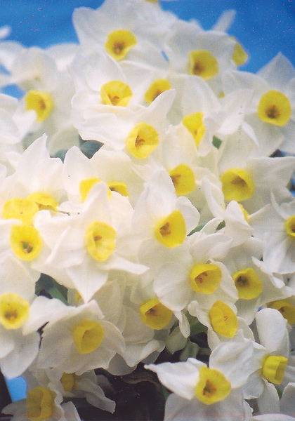 Grand Monarque daffodil heirloom bulbs #1