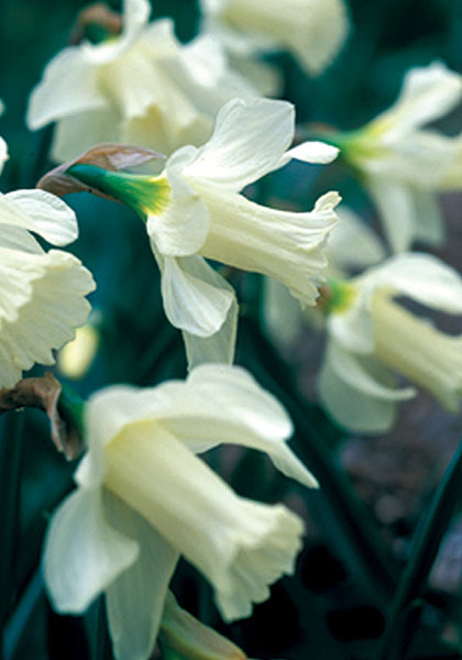 Colleen Bawn daffodil heirloom bulbs #1