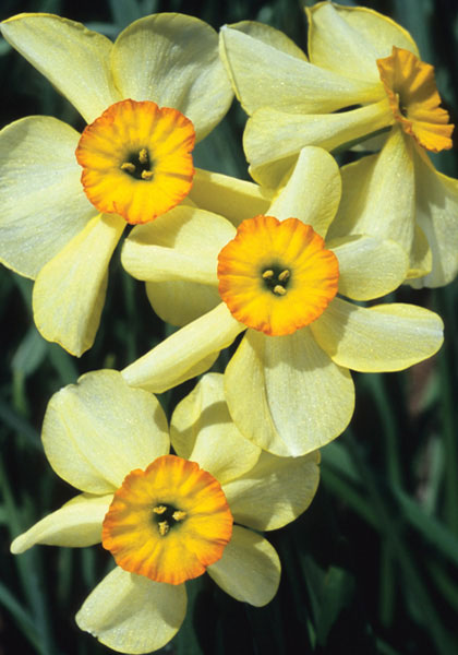 Lintie daffodil heirloom bulbs #1