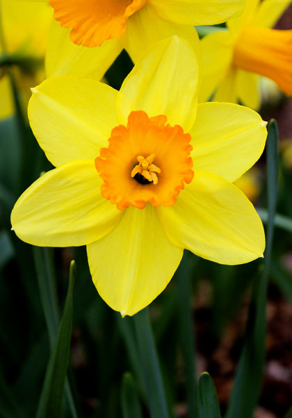 Red Devon daffodil heirloom bulbs #1
