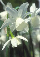 Shot Silk daffodil heirloom bulbs