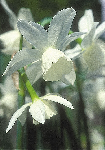 Shot Silk daffodil heirloom bulbs #1