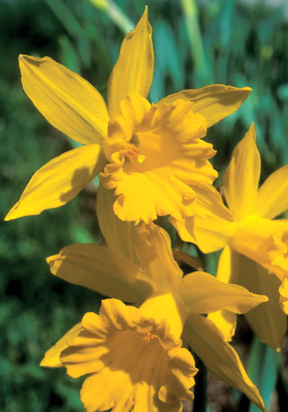 Maximus, Trumpet Major daffodil heirloom bulbs #1