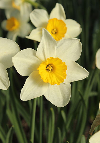 Croesus daffodil heirloom bulbs #2