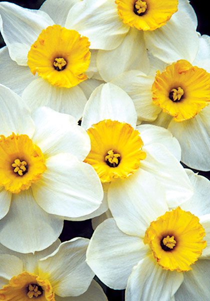 Croesus daffodil heirloom bulbs #3