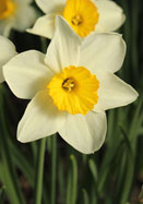 Croesus daffodil heirloom bulbs