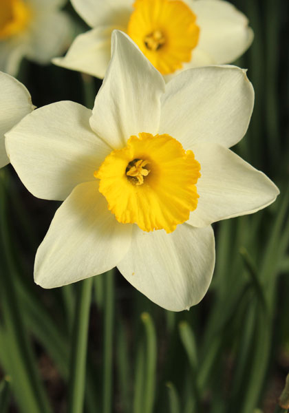 Croesus daffodil heirloom bulbs #1