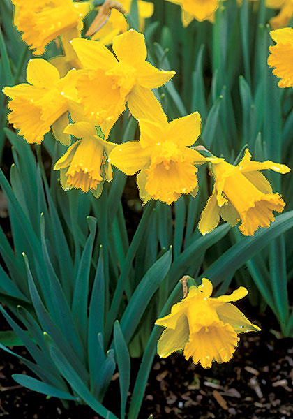 Henry Irving daffodil heirloom bulbs #1