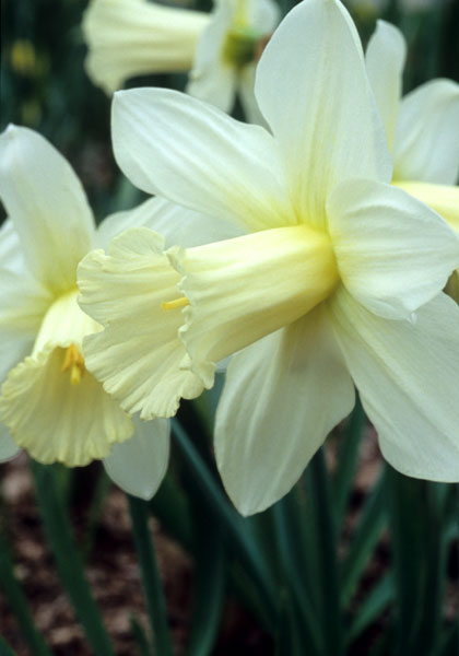 Madame de Graaff daffodil heirloom bulbs #1