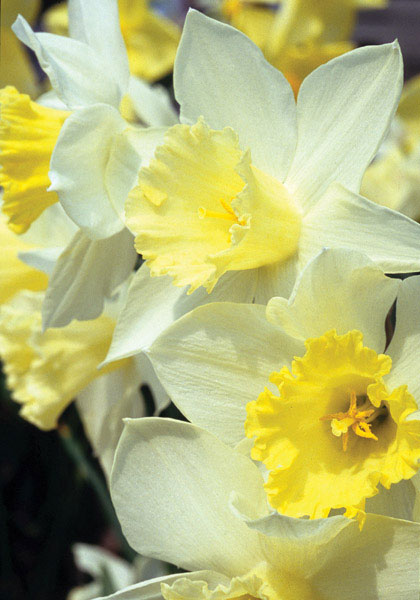 Southern Queen daffodil heirloom bulbs #1