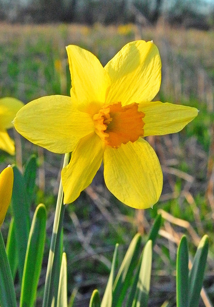 C.J. Backhouse daffodil heirloom bulbs #1