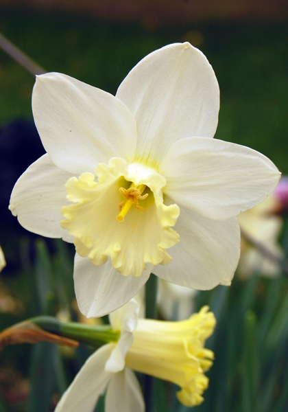 White Nile daffodil heirloom bulbs #1