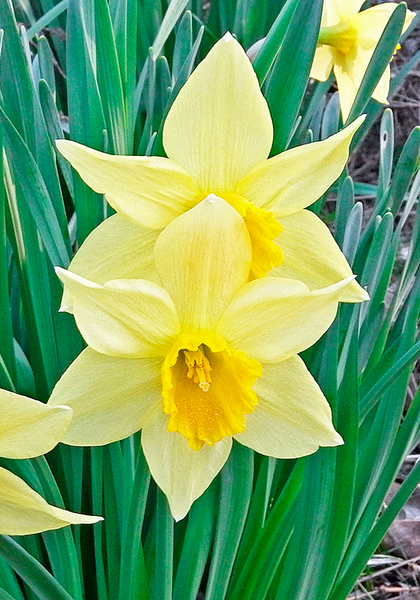Hospodar daffodil heirloom bulbs #1