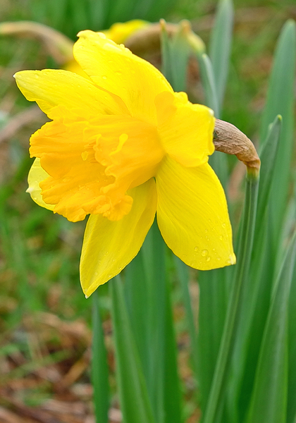Aerolite daffodil heirloom bulbs #2