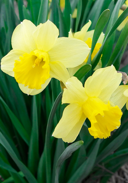 Aerolite daffodil heirloom bulbs #1