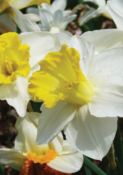 Sweet Harmony daffodil heirloom bulbs #2