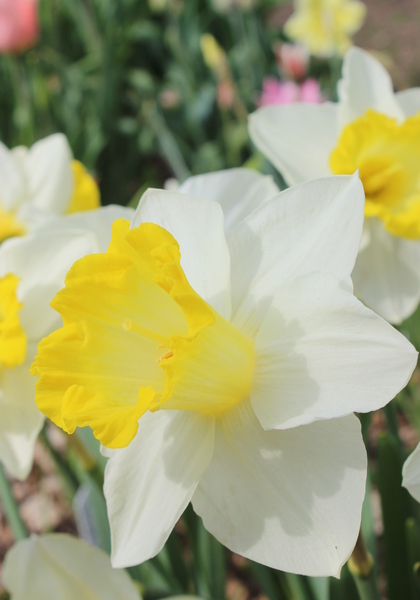 Sweet Harmony daffodil heirloom bulbs #1