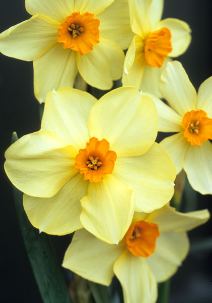 Admiration daffodil heirloom bulbs #1