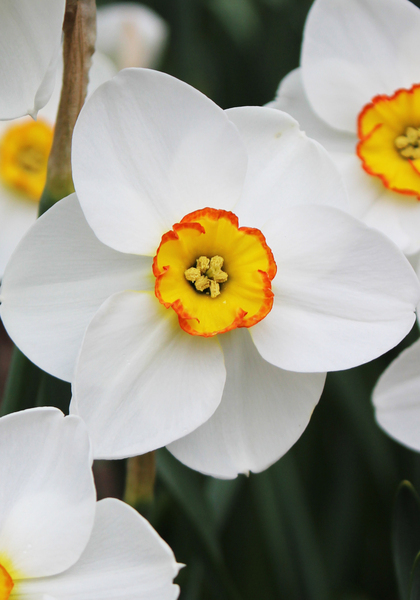 Merlin daffodil heirloom bulbs #2