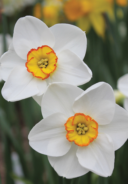 Merlin daffodil heirloom bulbs #1