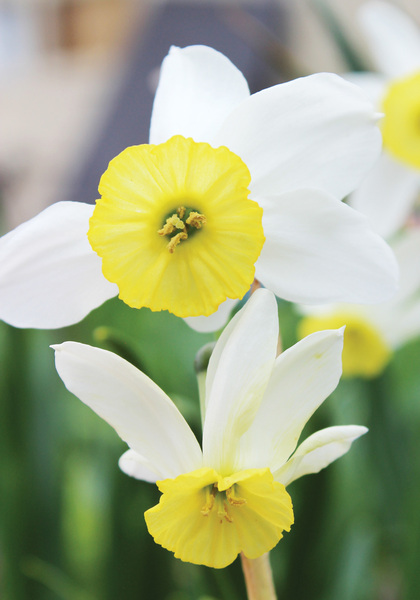 Dawn daffodil heirloom bulbs #2