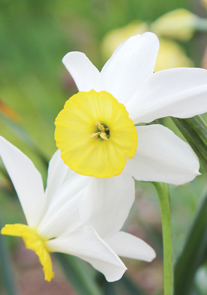 Dawn daffodil heirloom bulbs #1