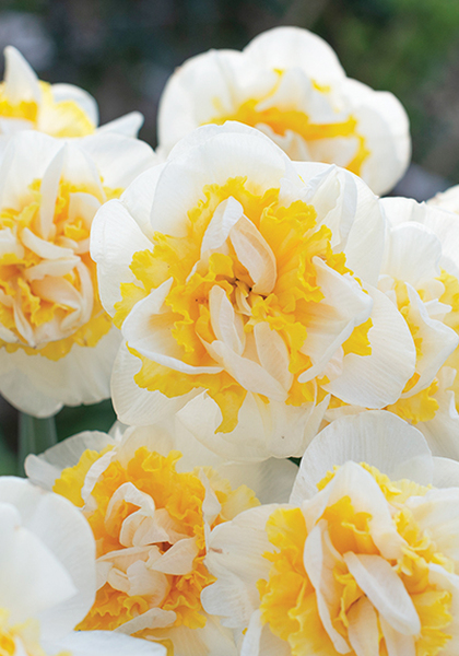 Westward daffodil heirloom bulbs #1