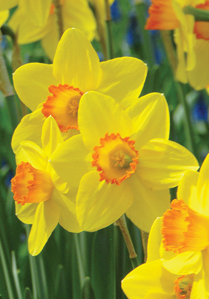 Pinza daffodil heirloom bulbs #1
