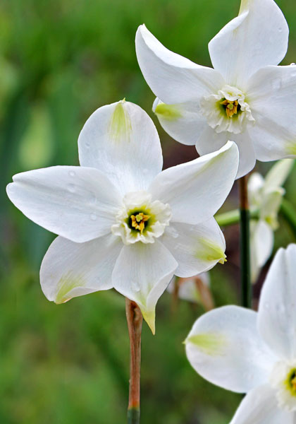 Polar Ice daffodil heirloom bulbs #1
