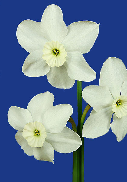 Xit daffodil heirloom bulbs #2