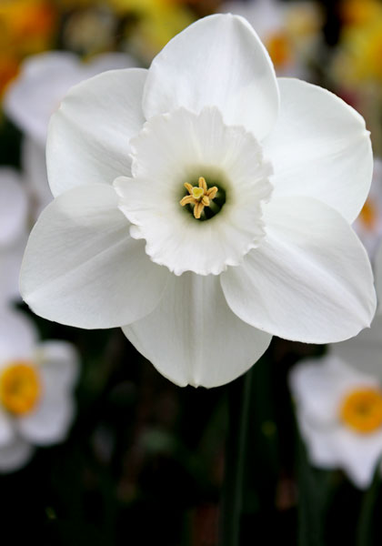 Stainless daffodil heirloom bulbs #1