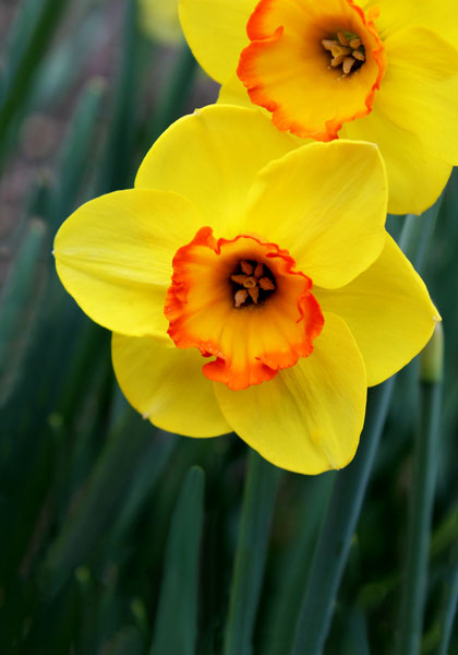 DAFFODILS