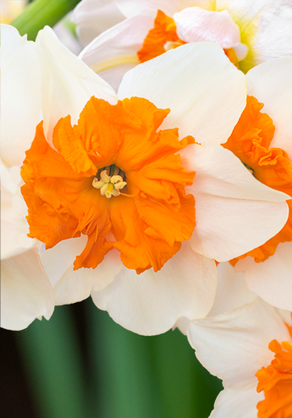 Parisienne daffodil heirloom bulbs #1